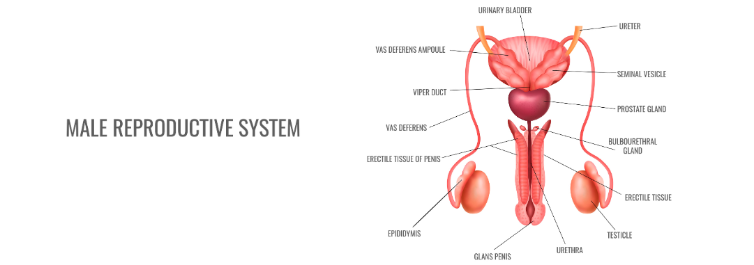 https://my1healthstorage.blob.core.windows.net/my1health/blogs/KEM3KjRaIUJMddVPzrXY6lBDtXn91VjQLMEnzLPT.png